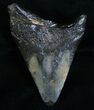 Megalodon Tooth - Naturally Polished #6991-1